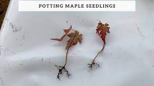 42 japanese red maples easily sell for $50.00 to $75.00 if they are nice and full and have deep red color. Potting Maple Seedlings Youtube