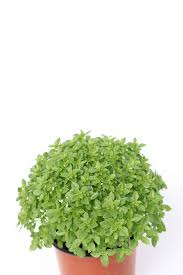 O manjerico também é chamado de erva dos namorados e é planta popular das festas de são joão, no porto, e de santo antónio, em lisboa. Manjerico Viveiros Vitor Lourenco