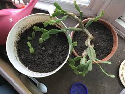 Best christmas cactus care tips. Repotted My Xmas Cactus To A Smaller Pot Original Pot On The Left First Repot In My Personal Memory It Was My Grandmother S I Found That It Has No Rootball I M