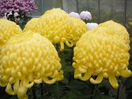 Chrysanthemum The Flower Is Originally From China But It Is Also A Symbol Of Japan As Well As Sakura In Floral La Japanese Flowers Flowers Flower Meanings