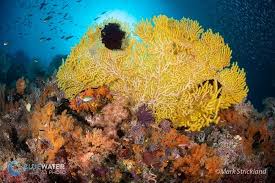 Underwater view of coral reef and scuba diver and turtle with horizon and water surface split by waterline. Best Coral Reefs In The World Top 5 Bluewater Dive Travel