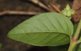 Image result for Psilotrichum