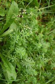 Image result for Galium ossirwaense