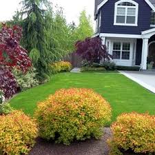 Magic Carpet Spirea Shrubs Butterfly Attracting Landscaping Shrubs Front Yard Landscaping Landscape Design