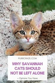 I think that in ideal circumstances a cat can conceivably be left alone for three days as long as they have access to enough fresh food and water, but how long is he usually alone for? Why Savannah Cats Should Not Be Left Alone Purr Craze