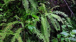 Image result for Woodsiaceae