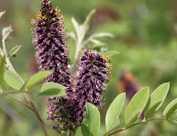 Image result for Indigofera microscypha