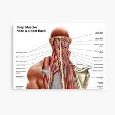 Home gym workouts 🔥upper back anatomy for training | photo & guide. Human Anatomy Showing Deep Muscles In The Neck And Upper Back Canvas Print By Stocktrekimages Redbubble