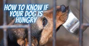 They'll give you that puppy eyed stare, and some of them may even lead you to their how to know when a pregnant dog is having contractions begin monitoring your pregnant dog 58 days after her first breeding. How To Know If Your Dog Is Hungry Sit Means Sit Dog Training Des Moines