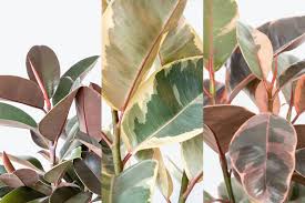 Image result for Ficus elastica