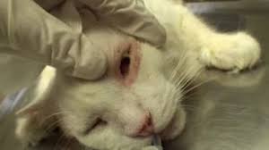 Some cats will happily sit in your lap or on a table while you medicate their eyes but many require some form of restraint. Enucleation Surgery In A Cat Graphic Eye Removal Youtube
