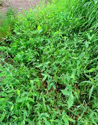 Image result for Arthraxon hispidus