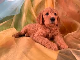 Why buy a labradoodle puppy for sale if you can adopt and save a life? Labradoodle Puppies For Sale Breeder In Iowa