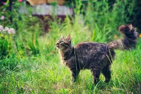 Cats aren't fond of prickly ground underfoot, so placing twigs or rough leaves on flower beds will help to keep them away. How Can I Keep Cats Out Of My Garden Wales Online