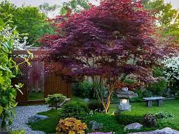 The plants should be perfectly shaped, but look natural. Top 10 Japanese Maple Tree Varieties Plantingtree