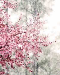 Items Similar To Cherry Blossom Print Sakura Photo Pink Snow Flower Nature Photography Wall Art Cherry Blossom Print Nature Photography Photography Wall Art