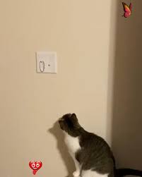 Funny Cat Videos Hilarious Crazy Br Funny Cat Videos Cat Gif Funny Cats