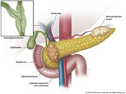 Image result for pancreas)