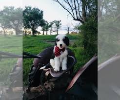 Teacup puppies for sale in north dakota north dakota, nd teacup breeders and rescue organizations teacup puppies for sale, teacup, tiny toy and miniature puppies for adoption and rescue from north dakota, nd. Puppyfinder Com Sheepadoodle Puppies Puppies For Sale Near Me In North Dakota Usa Page 1 Displays 10