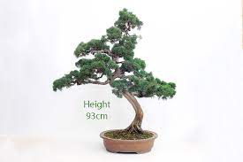 Trained juniper bonsai tree traditional 16 years old 9 tall hardy evergreen. Chinese Juniper Bonsai Tree Number 1002 All Things Bonsai