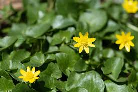 We did not find results for: Celandine Yellow Yellow Flowers Flowers Spring Flowers Yellow Spring Flowers Garden In The Garden Nature Early Bloomer Signs Of Spring Pikist