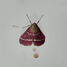 Image result for Volusia resupinata