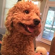 Check spelling or type a new query. Ball Ground Ga Goldendoodle Meet Coco A Pet For Adoption