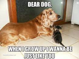 Pin By Muhummed Sumeya On Funny Cat Memes Funny Dogs Cat And Dog Memes Dog Memes