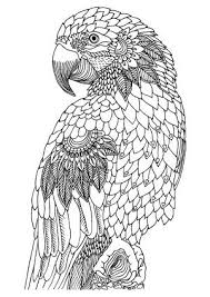 Illustration By Keiti Free Printable Coloring Page Cool Coloring Pages Bird Coloring Pages Animal Coloring Pages Choose an animal among the domestic animals and savage to print the colorings. bird coloring pages