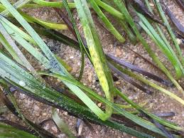 Image result for Zosteraceae