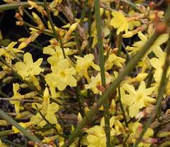 Image result for Jasminum nudiflorum