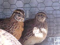 Coturnix Quail Education Time Quail Raising Quail Quail Pen