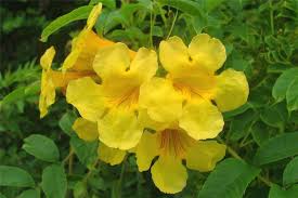 Drought tolerant yellow bells for warm season color. Factsheet Tecoma Stans Yellow Bells