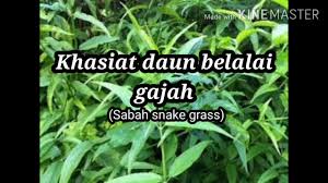 Alhamdulillah dengan pengambilan jus daun belalai gajah dan kapsul itu, kini walaupun ia boleh dikawal dengan penggunaan ubat hormon, tapi ia bukan cara yang terbaik untuk menyelesaikan masalah haid saya. Khasiat Daun Belalai Gajah Sabah Snake Grass Youtube