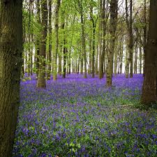 Bluebells The Local Woods Near Me Are Looking Gorgeous I Love Living In The Countryside Bluebells Countryside Plants