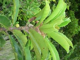 Image result for Ficus amadiensis