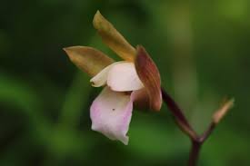 Image result for Eulophia sp. nov.