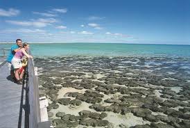 Step Back In Time At The Stromatolites On The 4 Day Monkey Mia Tour Western Australia Travel Western Australia Road Trip Australia Travel
