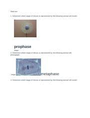 Match the animal cell model with the phase of mitosis. Lab 6 Docx Matt Toro 1 Determine Which Stage Of Mitosis Is Represented By The Following Animal Cell Model Prophase Stage 2 Determine Which Stage Of Course Hero