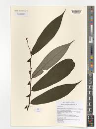 Image result for Monanthotaxis orophila