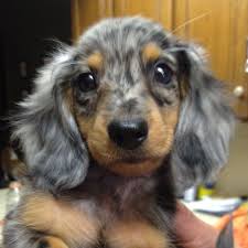Pin By Brook Linder On Photos Dapple Dachshund Puppies Dachshund Puppies