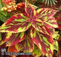 Image result for Coleus scutellarioides