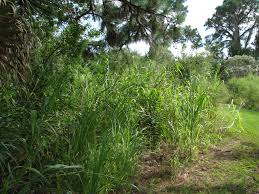 Image result for Panicum maximum
