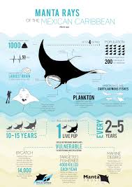 Pin By Ann Luo On Marine Biology Animal Infographic Infographic Marine Biology