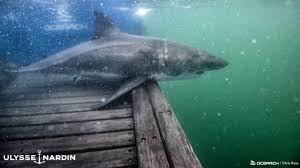 Ce dernier, est responsable chaque année du plus grand nombre d'attaques mortelles sur des humains. Nukumi Le Plus Gros Requin Blanc Observe Outre Atlantique Est En Route Vers L Europe