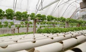 Tanzanian Woman Pioneers In Hydroponic Farming Global Times