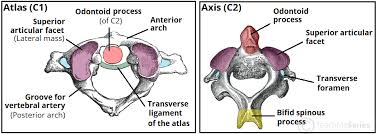 Show pointers show labels show list all modalities to: The Cervical Spine Features Joints Ligaments Teachmeanatomy