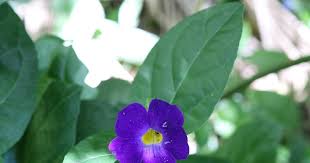 Image result for Eulophia tenella