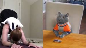 Best Smieszne Koty 2020 Nowe Najlepsze Filmiki Funny Cats Cat 2020 Animal Tv Funny Cats Animals