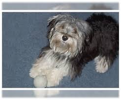 Morkies are a cross between a maltese and a yorkshire terrier (both toy size breeds) we have please read full add before replying. Puppyfinder Com Morkie Puppies Puppies For Sale Near Me In North Carolina Usa Page 1 Displays 10